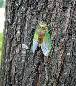 NC cicada