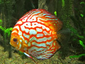 Not a fish in my son's tank but one he'd like.